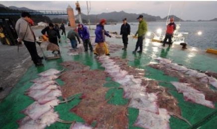 신안 흑산홍어잡이, 어업 국가중요어업유산 지정