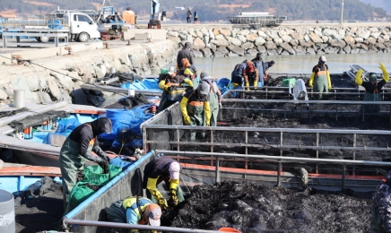 해남군,2022년산 물김 생산량·위판고↑ ‘순항’