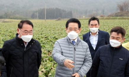 전남도- 농식품부,겨울배추 산지 출하실태 점검