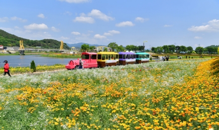 장성 황룡강 꽃길축제에 주말 10만 인파 모인다