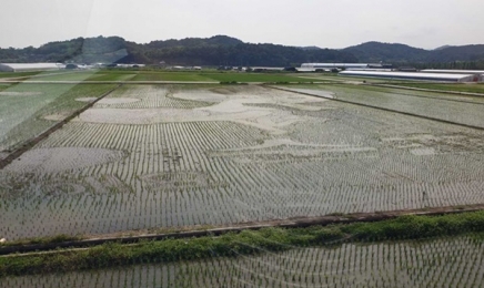 순천만 '무인궤도열차' 동선 따라 논아트 모내기