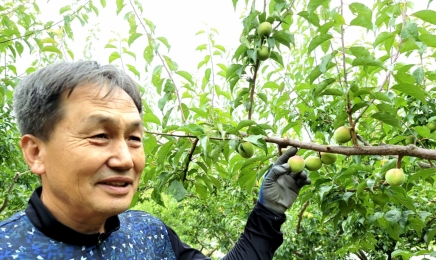 ‘전남 친환경 매실’로 건강한 여름 맞이하세요