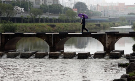 광주천서 물고기 300마리 집단폐사