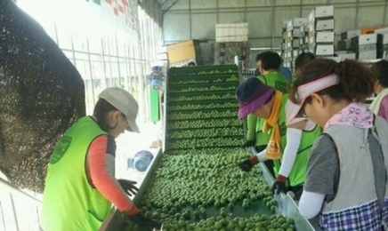 전라도 순천산 발효 매실액 대통령실 선물용 납품