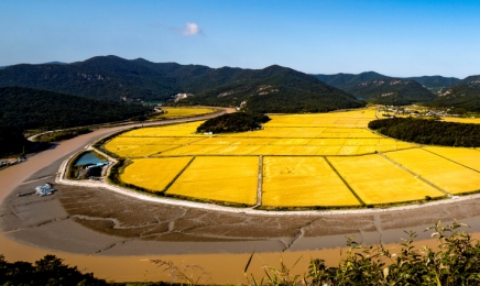 전남도,전국 첫 친환경 벼 집적화단지 지원