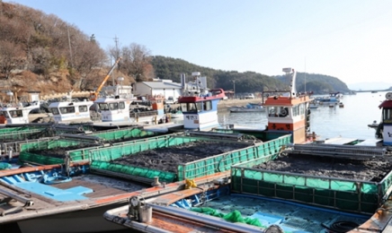 '김밥용 김' 전국 1위 고흥물김 위판액 1153억원