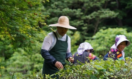 “부처님 오신날, 맑은 차 한잔 어떠세요”…해남 대흥사 ‘초의차’ 재현