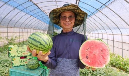 해남군“한손에 쏙”야무지게 맛있는 애플수박 드셔보세요