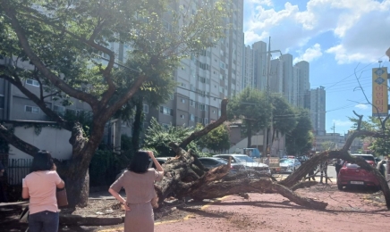 광주서 150년 넘은 고목 쓰러져…차량 5대 파손