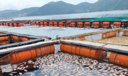 전남 여수서도 바닷물 고수온에 우럭 '둥둥' 폐사