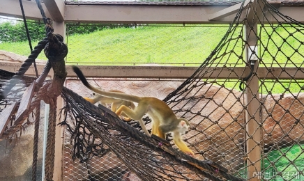 순천 아기다람쥐원숭이 '몽순'으로 개명