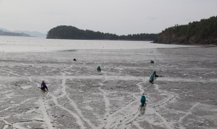 '노루섬'으로 알려진 장도-벌교 간 생태탐방길 열린다