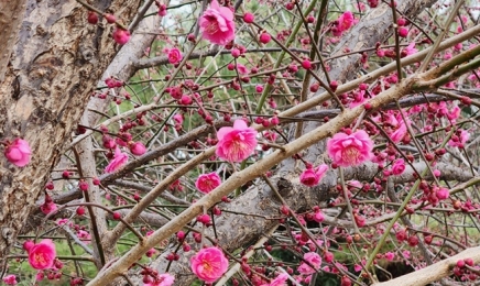 우리나라에서 가장 먼저 피는 봄꽃…순천 홍매화 축제