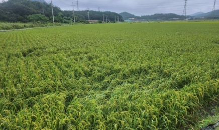 2025년 가루쌀 전문 생산단지 육성사업 신청하세요