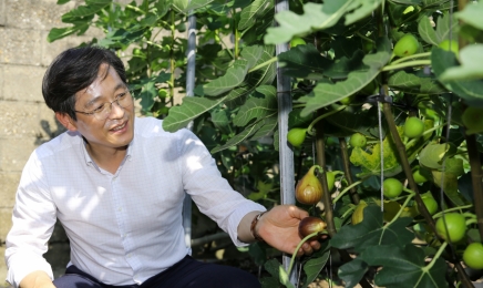 맛도 영양도 제철인 영암 무화과 드세요