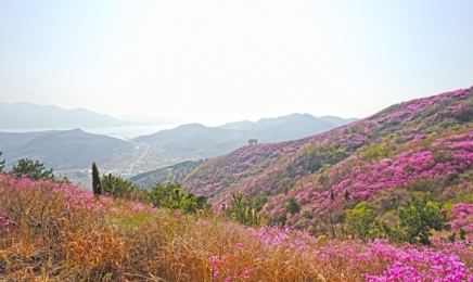 여수 영취산 진달래 군락지 국가지정 '명승' 지정 예고