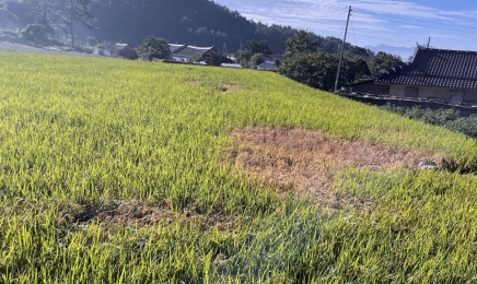 전남도, 정부에 벼멸구·인삼 피해 농업재해 인정 건의