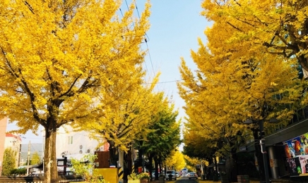 '순천의 인사동'격 문화의거리서 은행나무 가을 축제