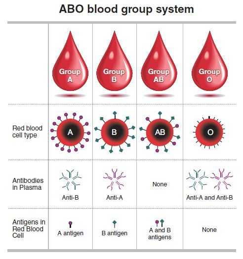 If my blood type is O positive, what kind of blood types did my