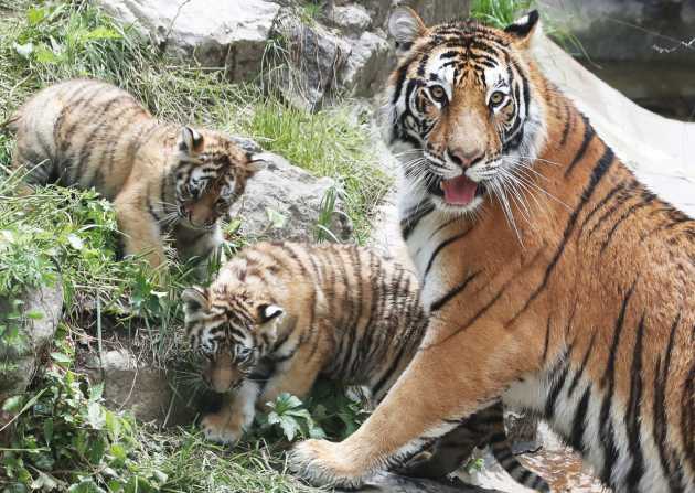 New born Tiger at Everland Zoo, South Korea, New born Tiger…