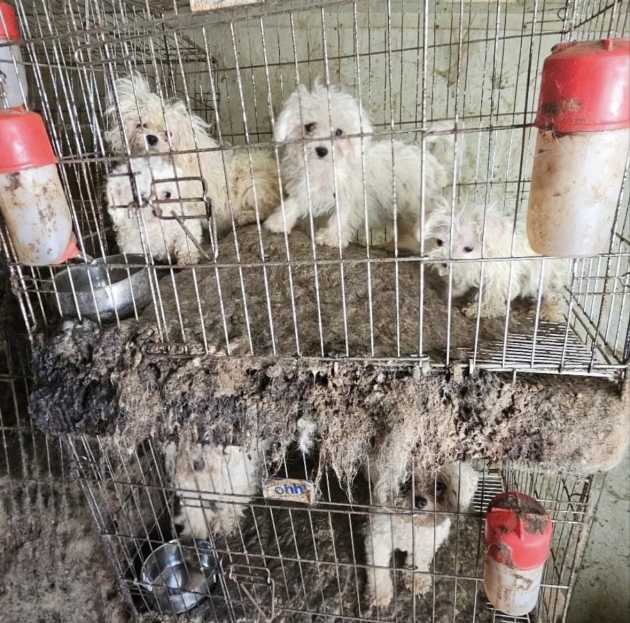 what is wrong with puppy mills